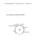 Self-Replicating Vector Lacking An Antibiotic-Resistance Gene diagram and image