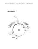 Self-Replicating Vector Lacking An Antibiotic-Resistance Gene diagram and image