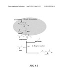 MICROORGANISM PRODUCING L-METHIONINE PRECURSOR AND THE METHOD OF PRODUCING     L-METHIONINE PRECURSOR USING THE MICROORGANISM diagram and image