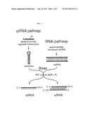 IN VIVO PRODUCTION OF SMALL INTERFERING RNAS THAT MEDIATE GENE SILENCING diagram and image