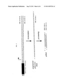 IN VIVO PRODUCTION OF SMALL INTERFERING RNAS THAT MEDIATE GENE SILENCING diagram and image