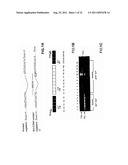 CD44 POLYPEPTIDES, POLYNUCLEOTIDES ENCODING SAME, ANTIBODIES DIRECTED     THEREAGAINST AND METHOD OF USING SAME FOR DIAGNOSING AND TREATING     INFLAMMATORY DISEASES diagram and image