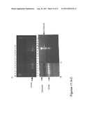 CD44 POLYPEPTIDES, POLYNUCLEOTIDES ENCODING SAME, ANTIBODIES DIRECTED     THEREAGAINST AND METHOD OF USING SAME FOR DIAGNOSING AND TREATING     INFLAMMATORY DISEASES diagram and image