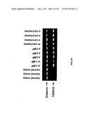 TADG-15: an extracellular serine protease overexpossed in carcinomas diagram and image