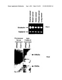 TADG-15: an extracellular serine protease overexpossed in carcinomas diagram and image