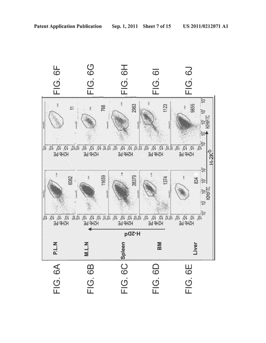 ANTI THIRD PARTY CENTRAL MEMORY T CELLS, METHODS OF PRODUCING SAME AND USE     OF SAME IN TRANSPLANTATION AND DISEASE TREATMENT - diagram, schematic, and image 08