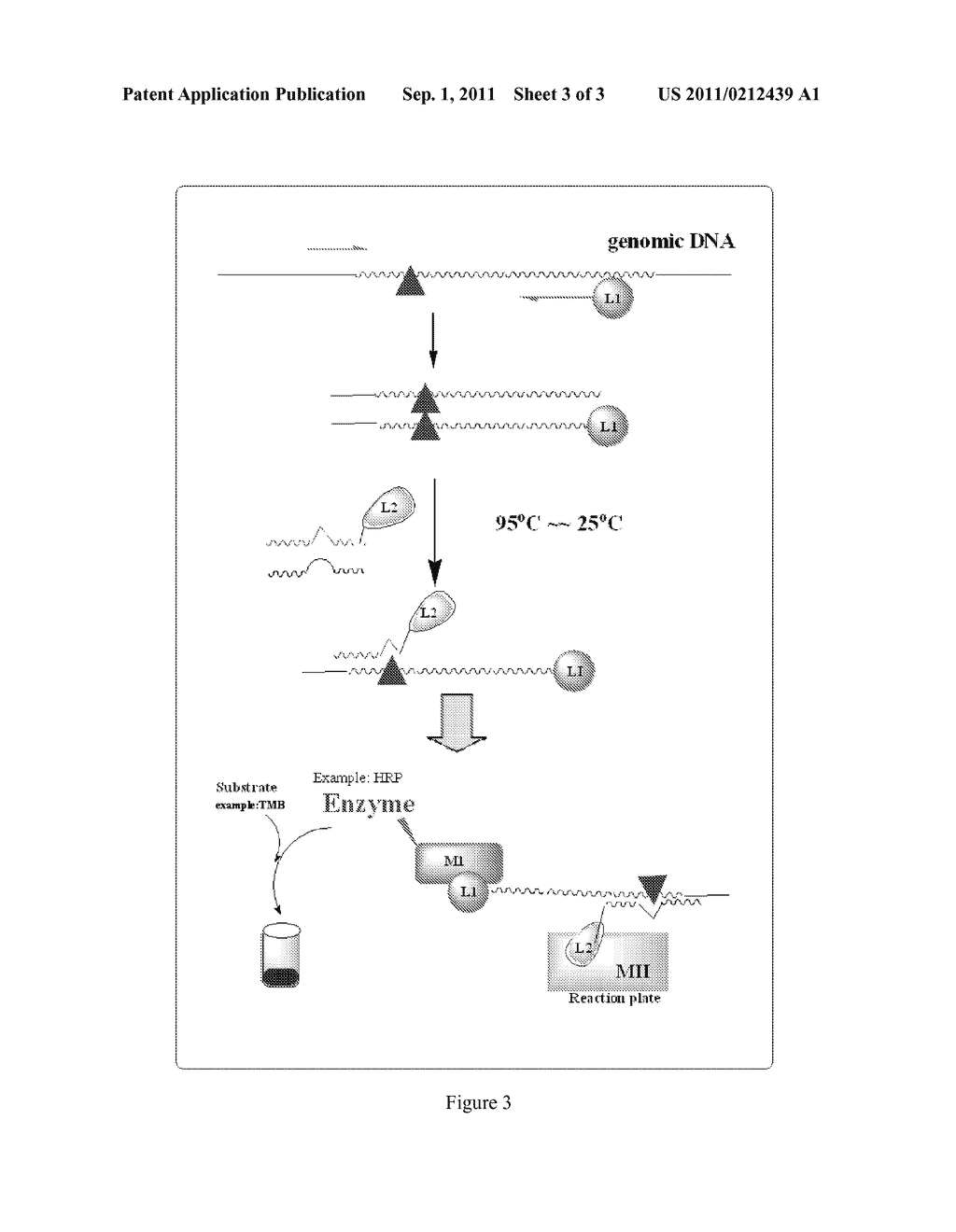 HLA ALLELES ASSOCIATED WITH ADVERSE DRUG REACTIONS AND METHODS FOR     DETECTING SUCH - diagram, schematic, and image 04