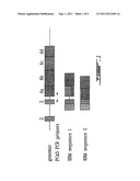 DISTINGUISHING PCA3 MESSENGER RNA SPECIES IN BENIGN AND MALIGNANT PROSTATE     TISSUES diagram and image