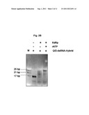 RNA DETECTION METHOD diagram and image