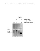 RNA DETECTION METHOD diagram and image