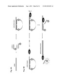 RNA DETECTION METHOD diagram and image