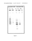 Assay for Telomerase Activity diagram and image