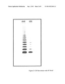 Assay for Telomerase Activity diagram and image