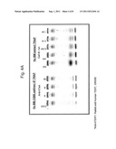 Assay for Telomerase Activity diagram and image