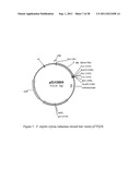 Methods for Production of Xylitol in Microorganisms diagram and image