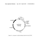 Methods for Production of Xylitol in Microorganisms diagram and image