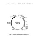 Methods for Production of Xylitol in Microorganisms diagram and image