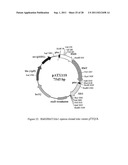 Methods for Production of Xylitol in Microorganisms diagram and image