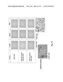 FLOW-STRETCH-FLEXURE BIOREACTOR diagram and image