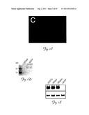 RNA INTERFERENCE SUPPRESSION OF NEURODEGENERATIVE DISEASES AND METHODS OF     USE THEREOF diagram and image