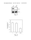 RNA INTERFERENCE SUPPRESSION OF NEURODEGENERATIVE DISEASES AND METHODS OF     USE THEREOF diagram and image