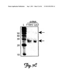 RNA INTERFERENCE SUPPRESSION OF NEURODEGENERATIVE DISEASES AND METHODS OF     USE THEREOF diagram and image