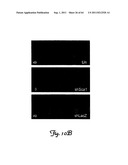 RNA INTERFERENCE SUPPRESSION OF NEURODEGENERATIVE DISEASES AND METHODS OF     USE THEREOF diagram and image