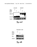 RNA INTERFERENCE SUPPRESSION OF NEURODEGENERATIVE DISEASES AND METHODS OF     USE THEREOF diagram and image