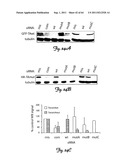 RNA INTERFERENCE SUPPRESSION OF NEURODEGENERATIVE DISEASES AND METHODS OF     USE THEREOF diagram and image