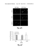 RNA INTERFERENCE SUPPRESSION OF NEURODEGENERATIVE DISEASES AND METHODS OF     USE THEREOF diagram and image