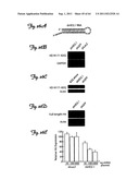 RNA INTERFERENCE SUPPRESSION OF NEURODEGENERATIVE DISEASES AND METHODS OF     USE THEREOF diagram and image