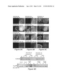 COMPOSITIONS AND METHODS TO PROTECT CELLS BY BLOCKING ENTRY OF PATHOGEN     PROTEINS diagram and image