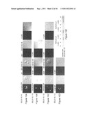 COMPOSITIONS AND METHODS TO PROTECT CELLS BY BLOCKING ENTRY OF PATHOGEN     PROTEINS diagram and image