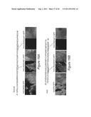 COMPOSITIONS AND METHODS TO PROTECT CELLS BY BLOCKING ENTRY OF PATHOGEN     PROTEINS diagram and image