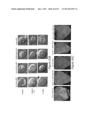 COMPOSITIONS AND METHODS TO PROTECT CELLS BY BLOCKING ENTRY OF PATHOGEN     PROTEINS diagram and image