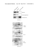 COMPOSITIONS AND METHODS RELATING TO MONITORING ALCOHOL CONSUMPTION AND     ALCOHOL ABUSE diagram and image