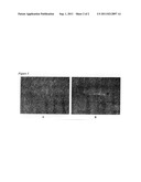 WNT3A FOR INHIBITION OF SCARRING diagram and image