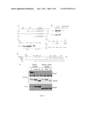 METHOD FOR IDENTIFYING COMPOUNDS USEFUL FOR TREATING AND/OR PREVENTING     DISEASE-ASSOCIATED BONE LOSS diagram and image