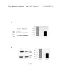 METHOD FOR IDENTIFYING COMPOUNDS USEFUL FOR TREATING AND/OR PREVENTING     DISEASE-ASSOCIATED BONE LOSS diagram and image