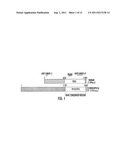 SIRNA CAPABLE OF INHIBITING THE EXPRESSION OF AN ONCOGENE INVOLVED IN     CERVICAL CANCER diagram and image