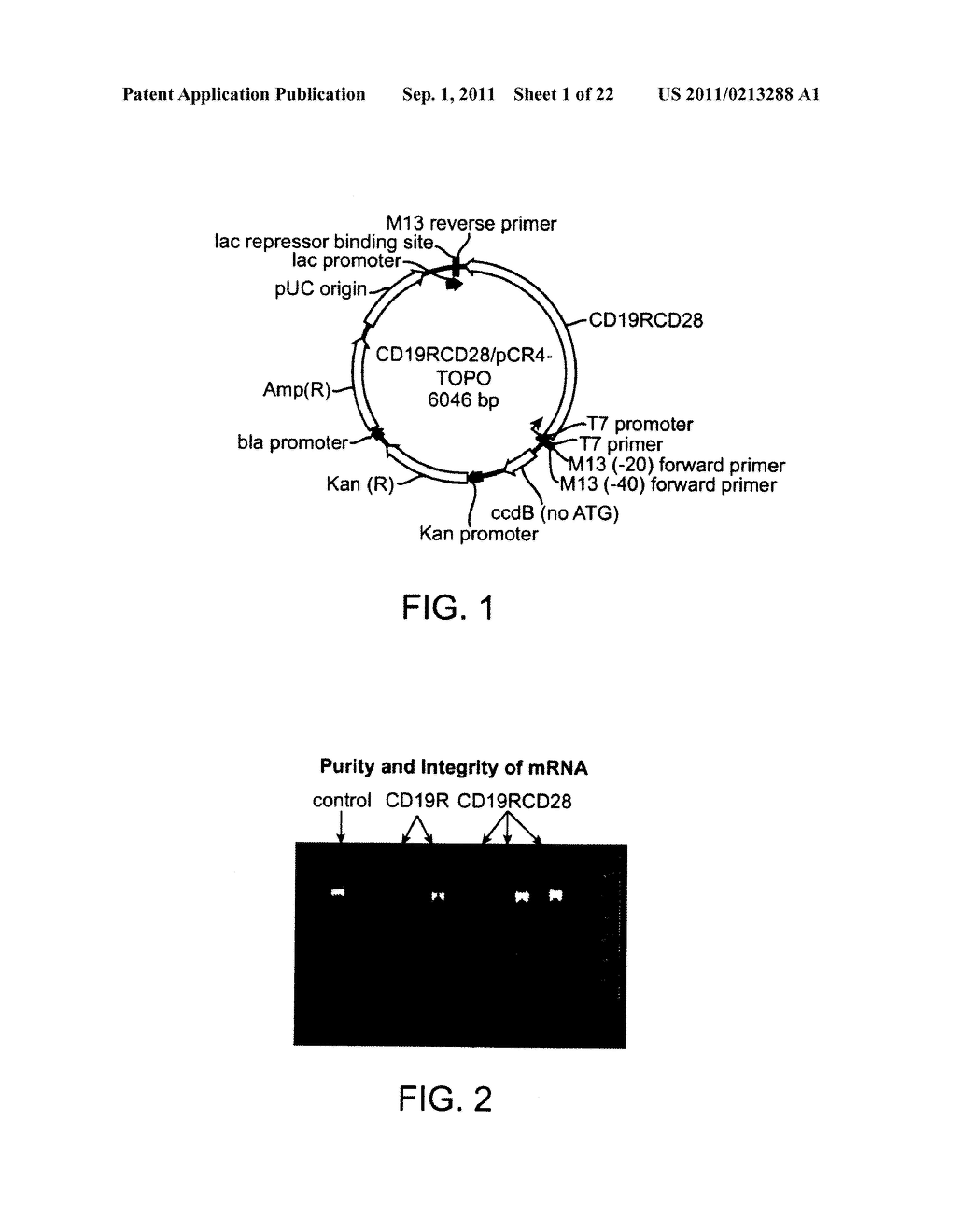 Device And Method For Transfecting Cells For Therapeutic Uses - diagram, schematic, and image 02