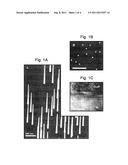 Formation of Nanowhiskers on a Substrate of Dissimilar Material diagram and image