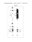 Method for Determination of the Responsiveness of an Individual to     Misletoe Lectin diagram and image