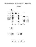 Method for Determination of the Responsiveness of an Individual to     Misletoe Lectin diagram and image