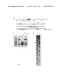 Novel Toxin-Antitoxin System diagram and image