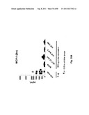 TCR Complex Immunotherapeutics diagram and image