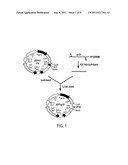 Group of Nucleic Acid Fragments for Prevention of HIV Infection or AIDS     and the Usage Thereof diagram and image