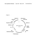 BETAG1-IgG INTRON FOR ENHANCED ANTI-IGF1R EXPRESSON diagram and image