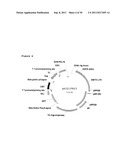 BETAG1-IgG INTRON FOR ENHANCED ANTI-IGF1R EXPRESSON diagram and image