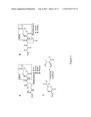 COMPOSITIONS AND METHODS FOR THE SYNTHESIS OF APPA-CONTAINING PEPTIDES diagram and image